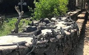 Marine Iguana Breeding Center