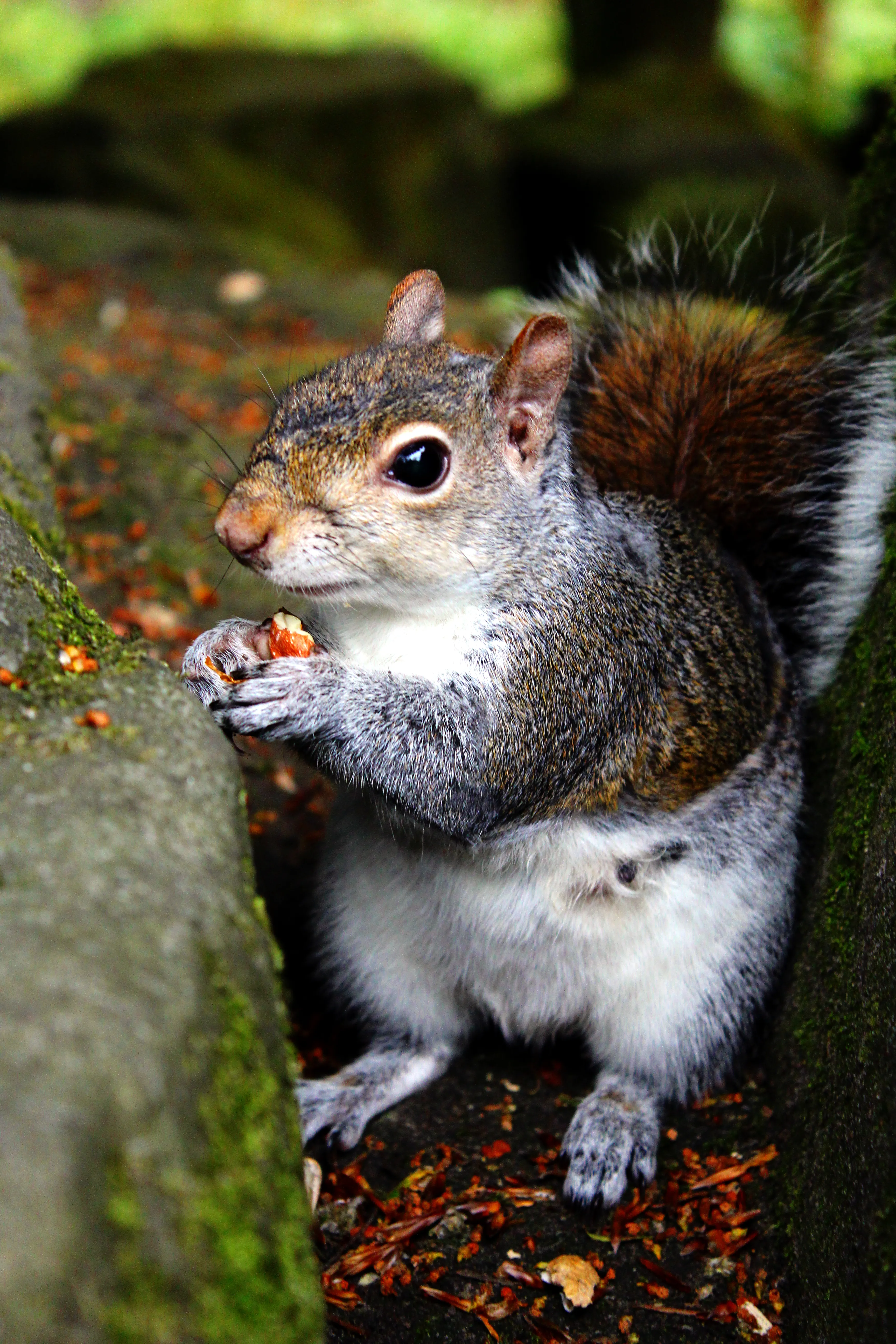 Hazelnut And Squirrels At Dunfermline