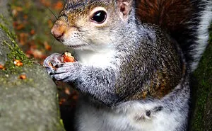 Hazelnut And Squirrels At Dunfermline