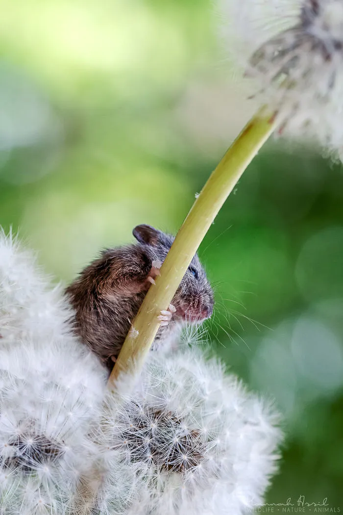 Oh, That's Fluffy!