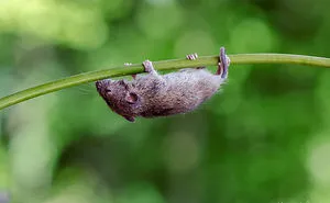 I Capture The Life Of A Little Mouse Who Was Rescued From Cat's Mouth