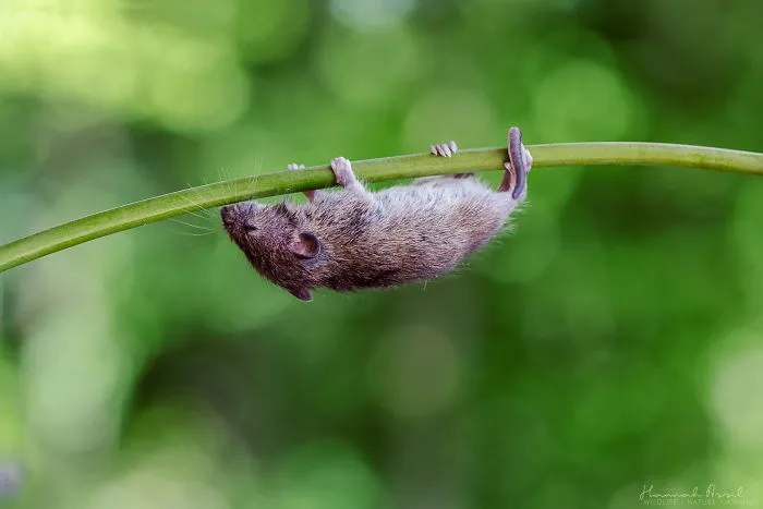 Tightrope Walking