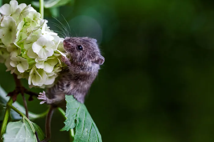 Let's Discover This Flower
