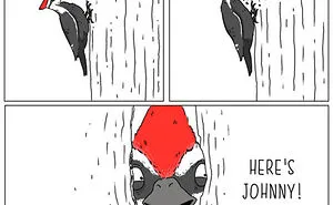 I Show What Birds Would Say If They Could Talk (26 Pics)