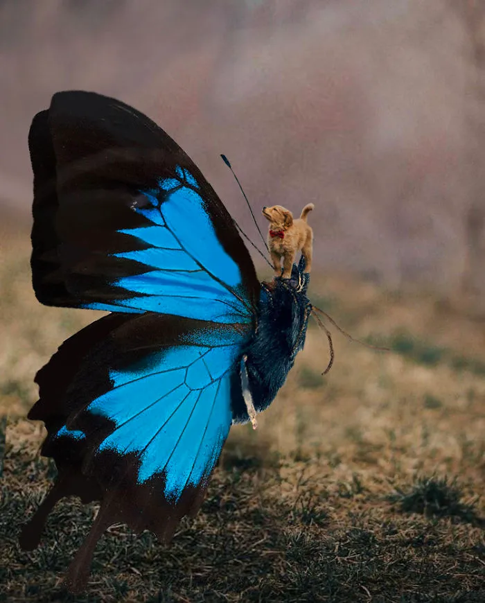 Picture Of A Beautiful Puppy With A Butterfly Inspired A Photoshop Battle And Here Are 11 Of The Best Examples