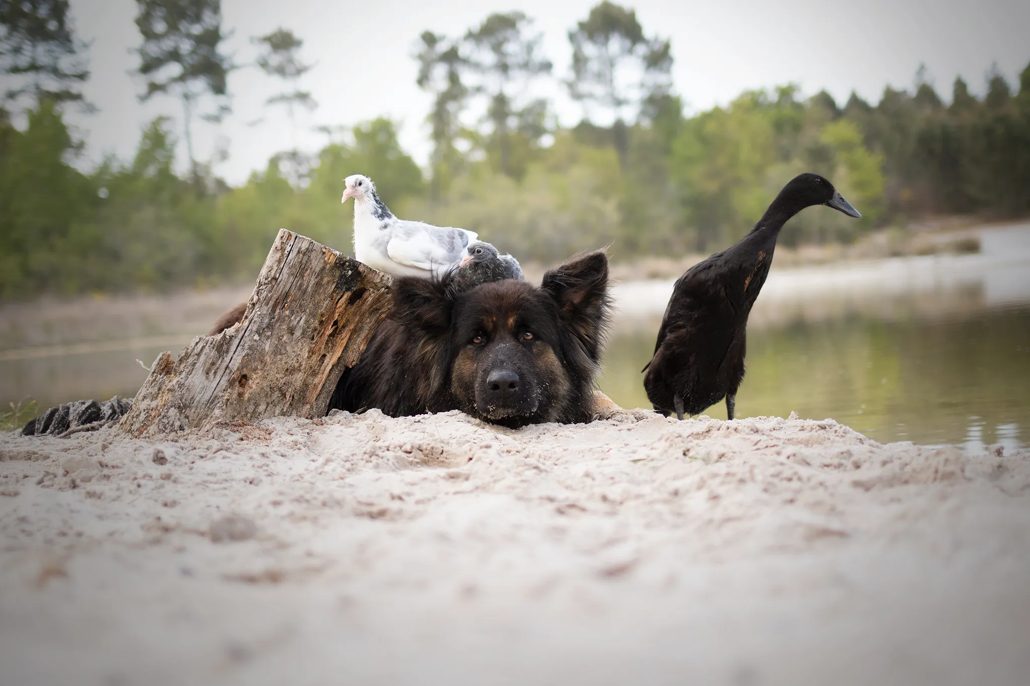I Photograph The Special Bond Between My Duck And My Dog - Part Ii