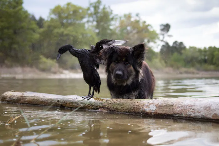 I Capture The Unexpected Friendship Between My Dog And My Duck On Film (25 Pics)