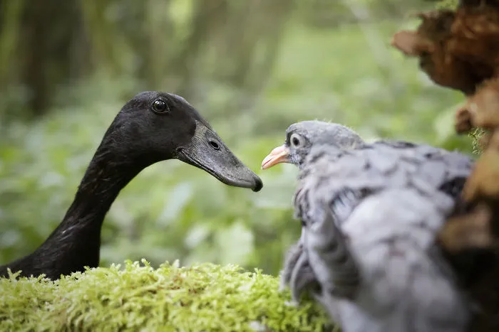 I Capture The Unexpected Friendship Between My Dog And My Duck On Film (25 Pics)