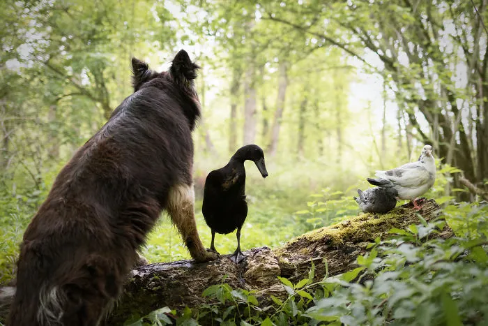 I Capture The Unexpected Friendship Between My Dog And My Duck On Film (25 Pics)