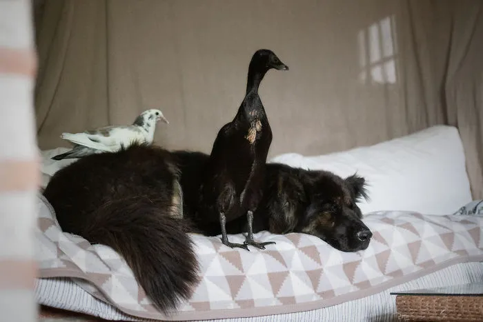 I Capture The Unexpected Friendship Between My Dog And My Duck On Film (25 Pics)