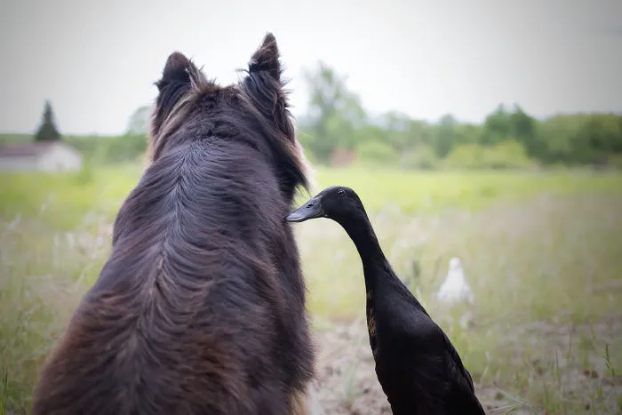 I Capture The Unexpected Friendship Between My Dog And My Duck On Film (25 Pics)