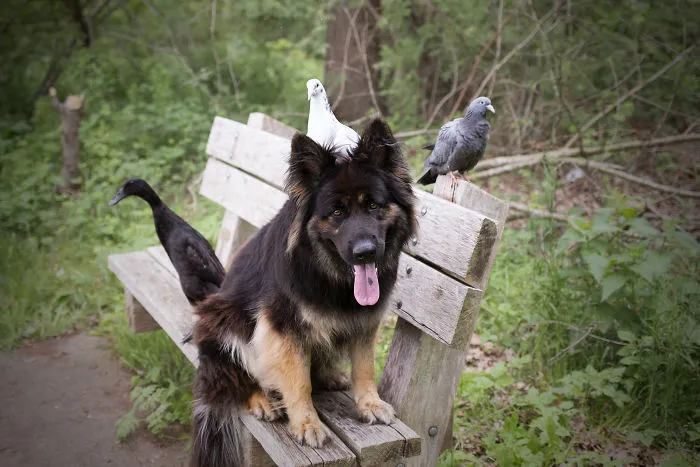 I Capture The Unexpected Friendship Between My Dog And My Duck On Film (25 Pics)