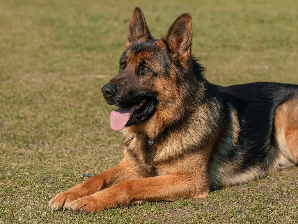Heroic German Shepherd Saves Woman From Car Crash