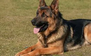 Heroic German Shepherd Saves Woman From Car Crash