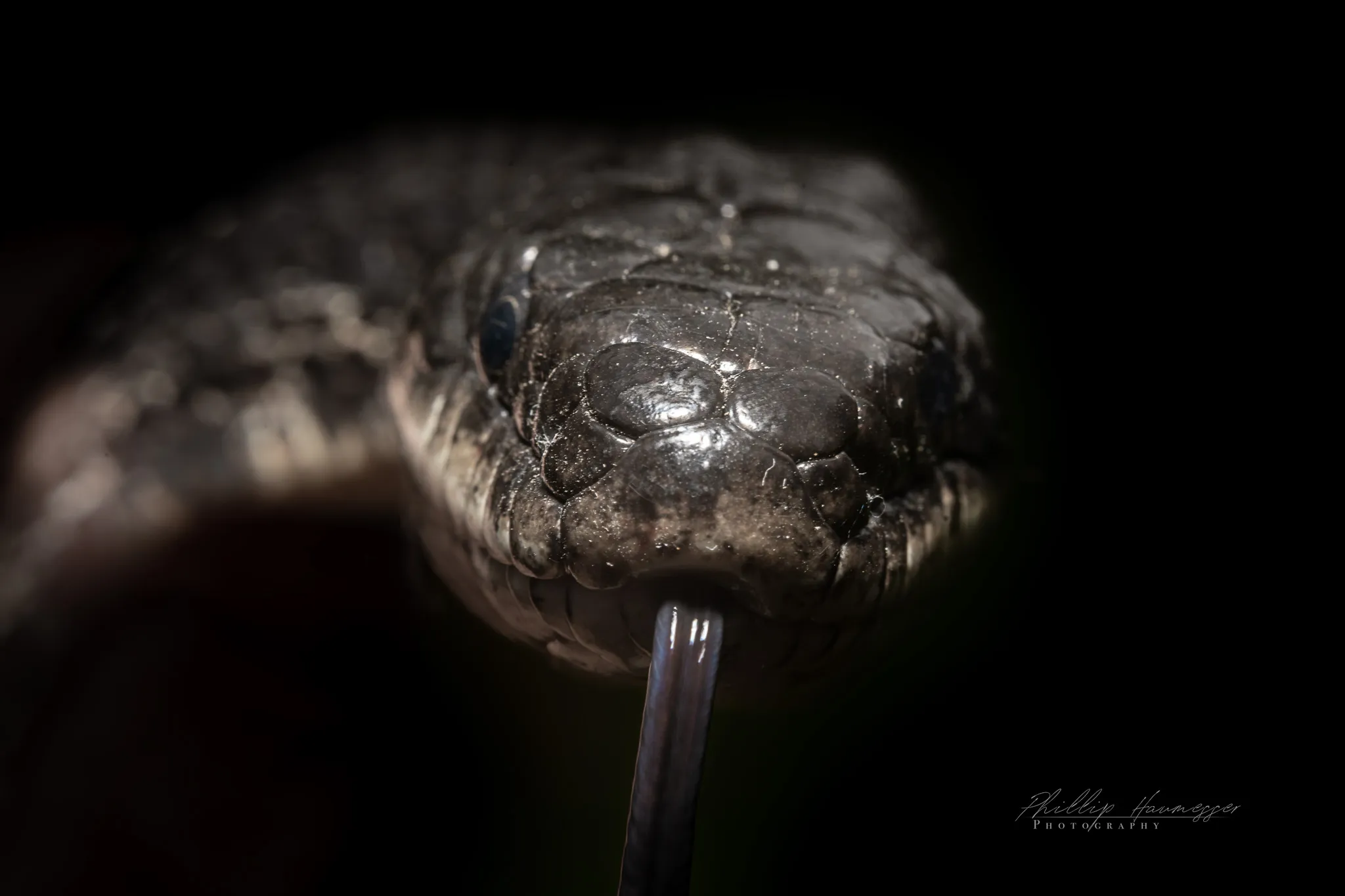 What Happens When A 6 1/2 Foot Black Snake Finds Its Way Into A Photographer's House