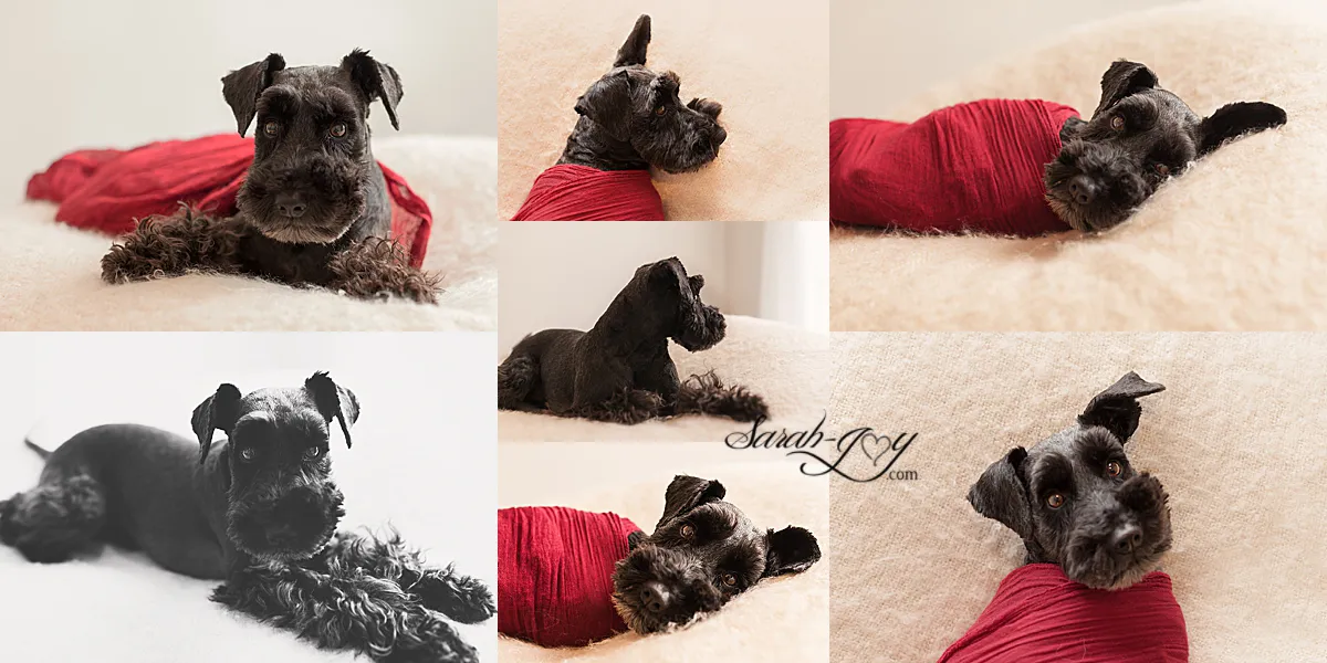 When You Ask Your Baby Photographer Friend To Dogsit For You.