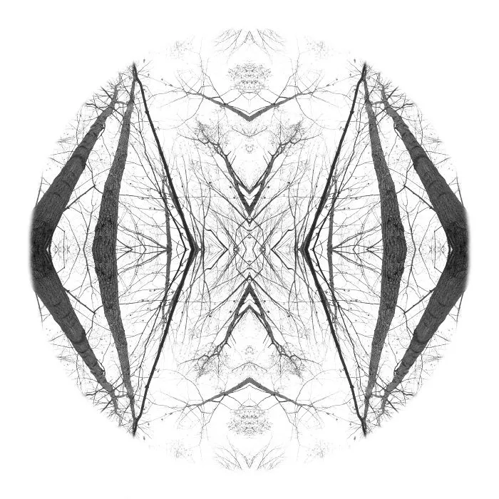 Canopy's Web
