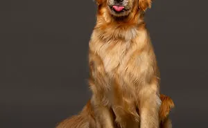 I Photographed Almost 30 Dogs In 3 Days To Raise Money For Animals In Need