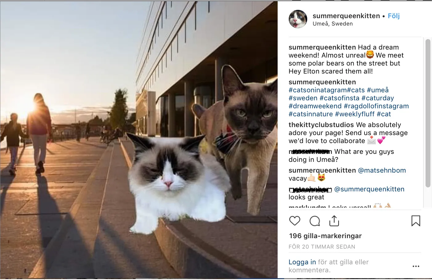 Pets Are Faking Vacations