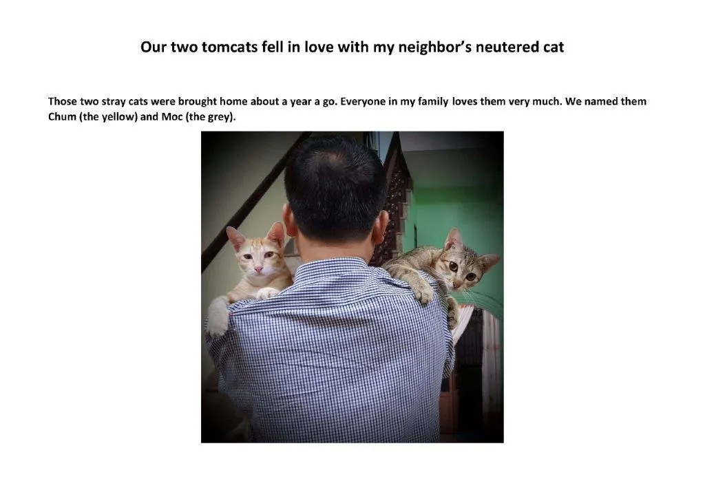 Our Two Tomcats Fell In Love With My Neighbor’s Neutered Cat