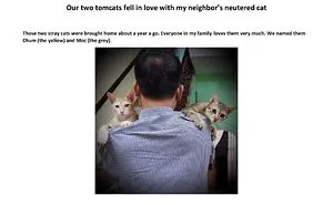 Our Two Tomcats Fell In Love With My Neighbor’s Neutered Cat