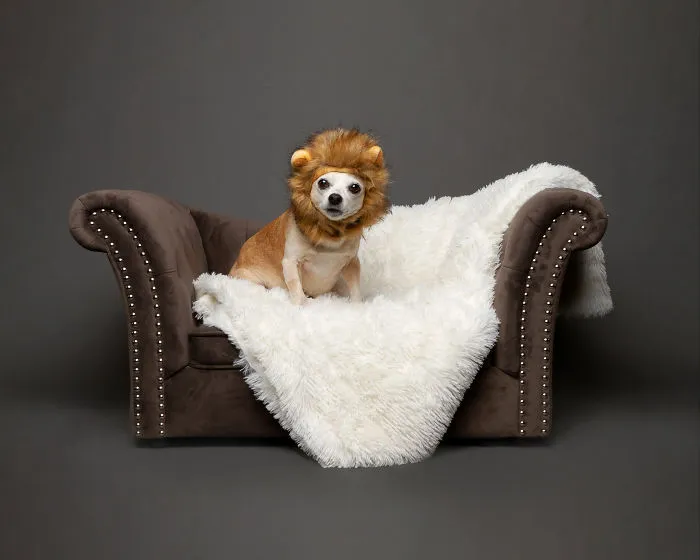 I Photographed Almost 30 Dogs In 3 Days To Raise Money For Animals In Need