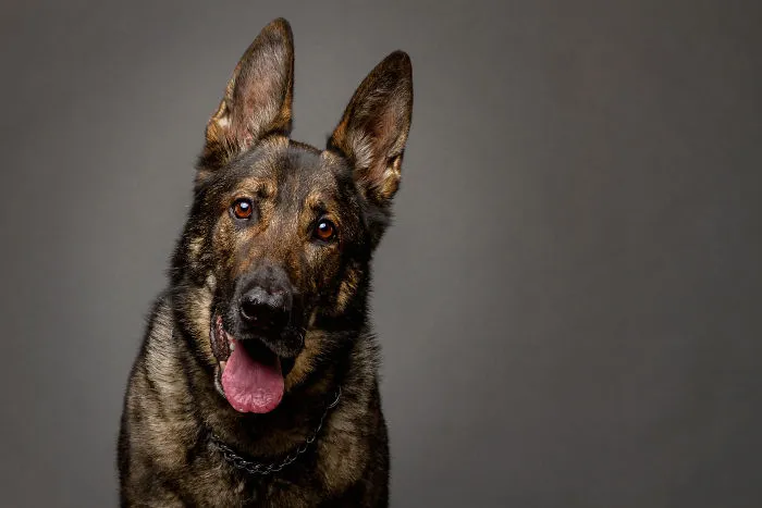 I Photographed Almost 30 Dogs In 3 Days To Raise Money For Animals In Need