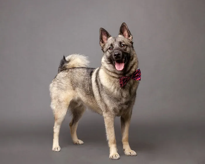 I Photographed Almost 30 Dogs In 3 Days To Raise Money For Animals In Need