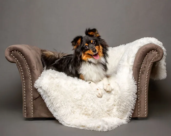 I Photographed Almost 30 Dogs In 3 Days To Raise Money For Animals In Need