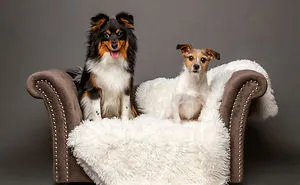 I Photographed Almost 30 Dogs In 3 Days To Raise Money For Animals In Need