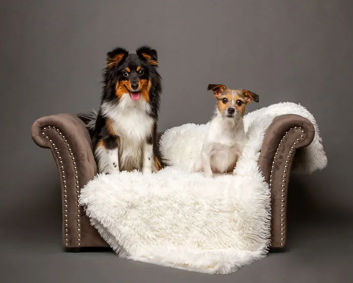I Photographed Almost 30 Dogs In 3 Days To Raise Money For Animals In Need