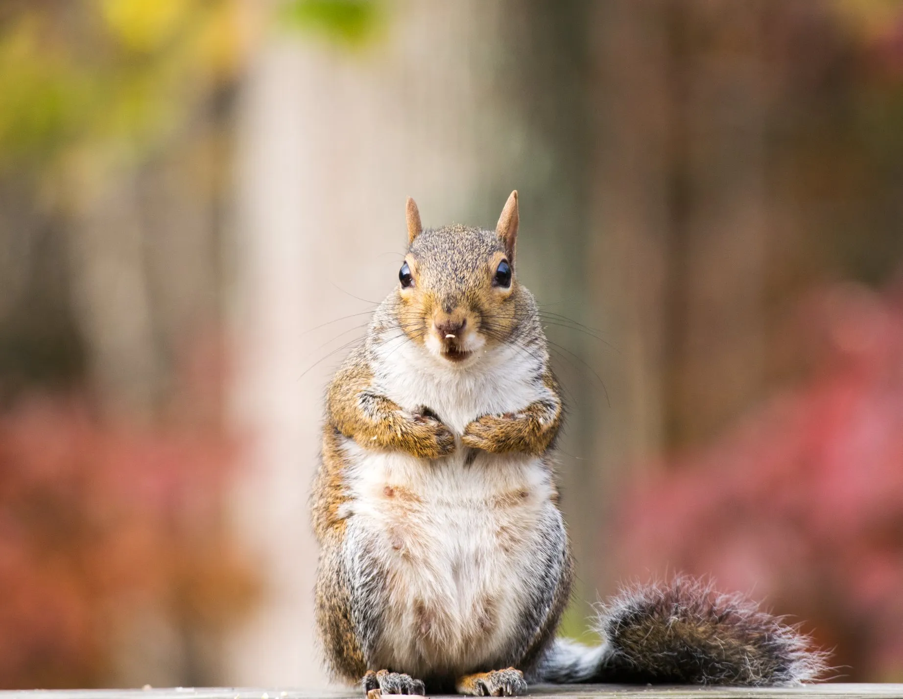This Real-Life Disney Princess Captures Magical Beings In Her Forest Walks
