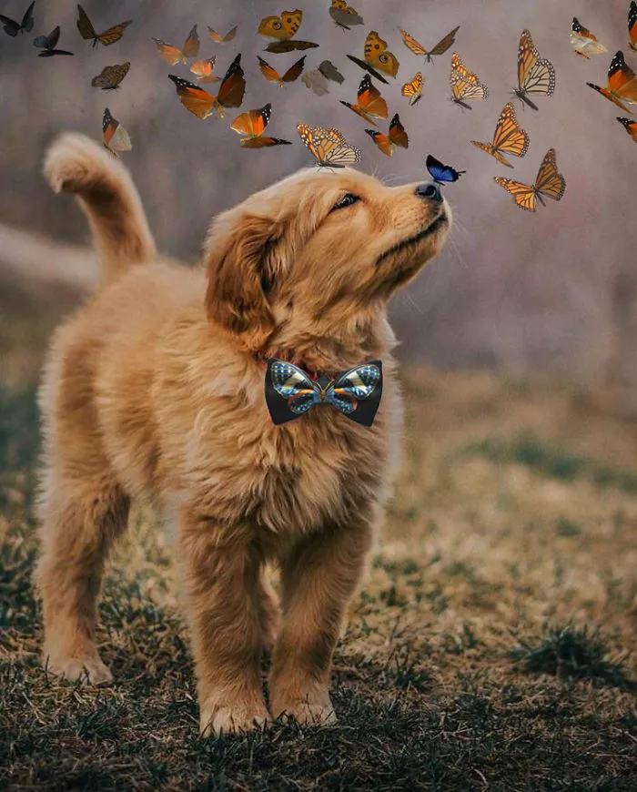 Picture Of A Beautiful Puppy With A Butterfly Inspired A Photoshop Battle And Here Are 11 Of The Best Examples