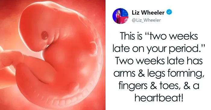 Woman Posts Pic Of 6-Week-Old Embryo To Shame Pro-Choicers, One Of Them Responds With Scientific Facts On What Makes Us Human