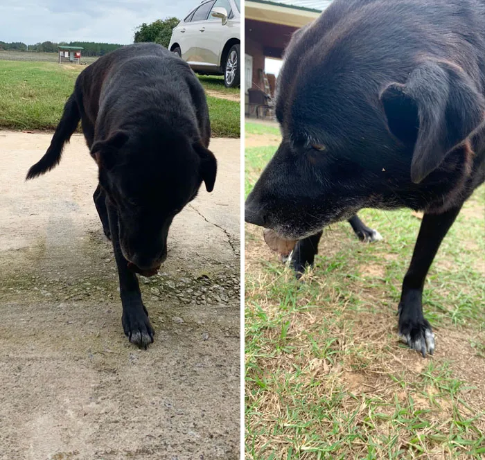 This Is Maggie, My Grandads Old Girl. She Doesn’t Get As Much Attention Anymore But She Always Brings You A Leaf. You Can’t Have The Leaf, She Just Wants You To Be Proud