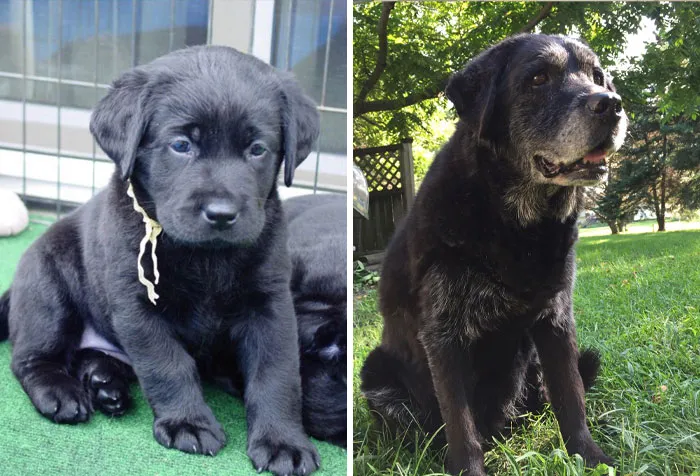 Mi perro Libby, 13 años de diferencia