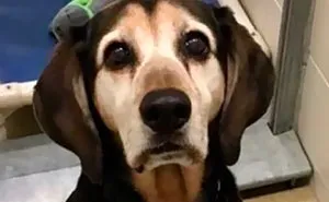 30 Wholesome Pics Of Senior Good Boys
