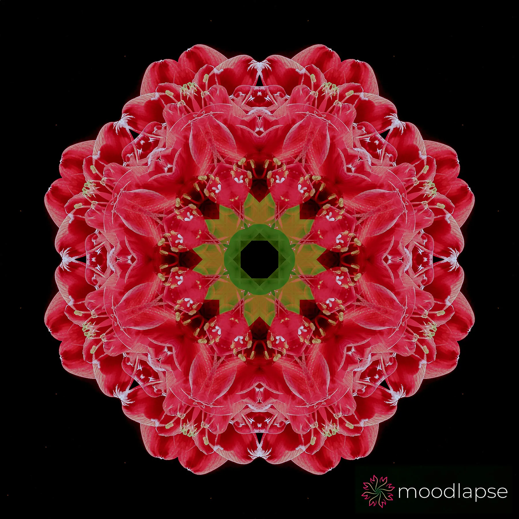 This Mood-Enhancing App Wants You To Relax Using The Flower Power