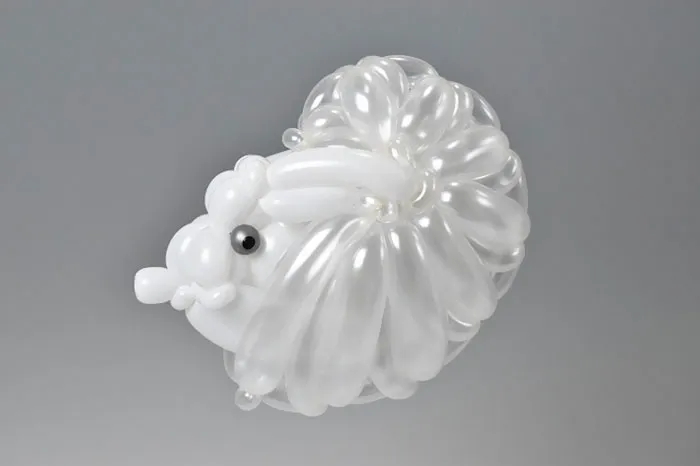 Paper Nautilus