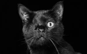 Black Dogs And Cats Are Last On The List For Adoption, I Want To Change That By Taking Beautiful Portraits Of Them