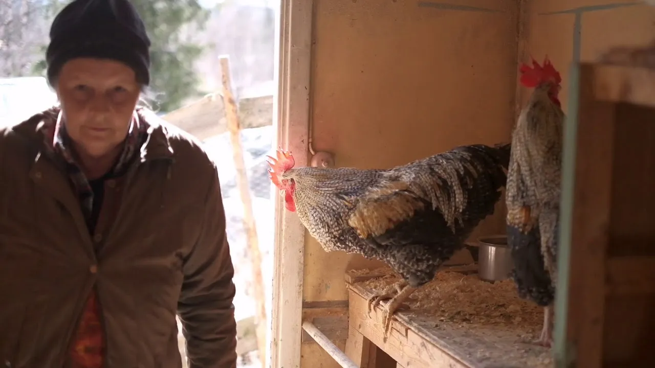Hönsmamman - Mother Of Hens, A Short Documentary About My Mom And Her Hens.