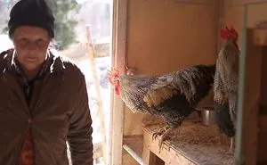 Hönsmamman - Mother Of Hens, A Short Documentary About My Mom And Her Hens.