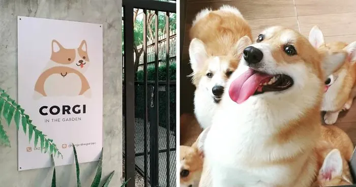 Woman Opens A Corgi Cafe After A Surprise Litter Of Pups And The Photos Are Too Adorable