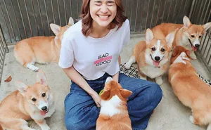 Woman Opens A Corgi Cafe After A Surprise Litter Of Pups And The Photos Are Too Adorable