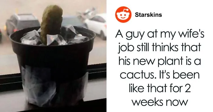 Guy Gets Pranked With A Fake 'Cactus' That's Actually A Pickle His Colleagues Replace Every 2 Days