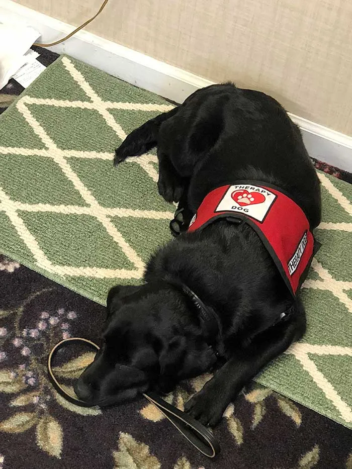 Luna, perro de terapia para reconfortar a la gente en la funeraria