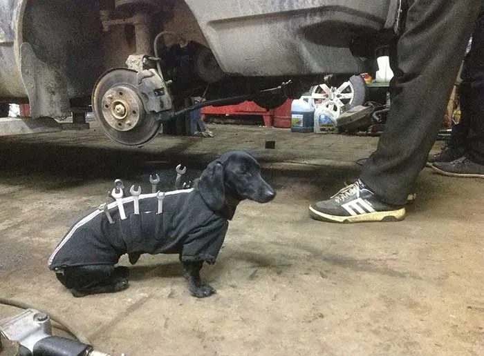 Perro mecánico