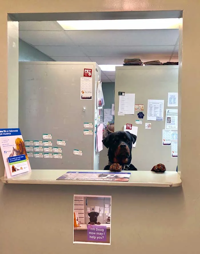 "Soy Doug, ¿cómo puedo ayudarte?" en el veterinario