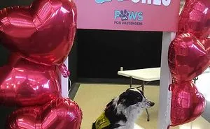 40 Dogs Who Have Real Jobs