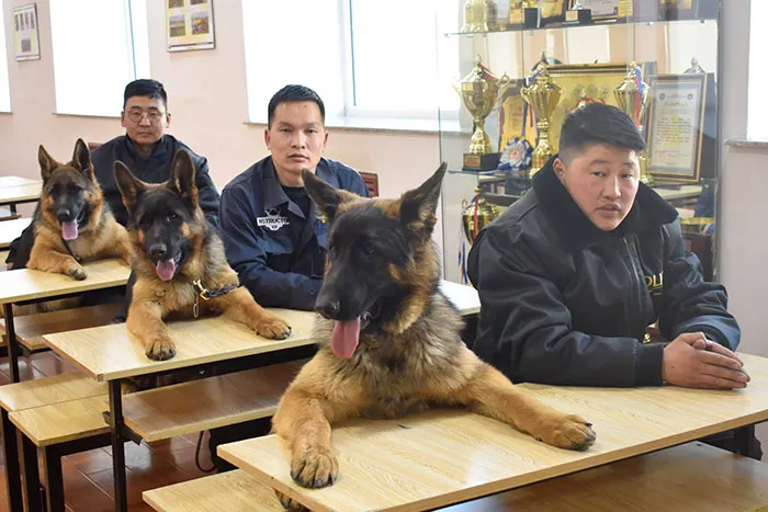 Perros K9 aprendiendo